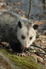 Possum-closeup small